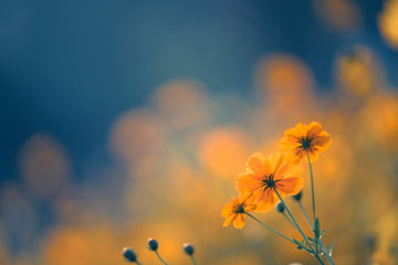 校园甜宠小说排行榜